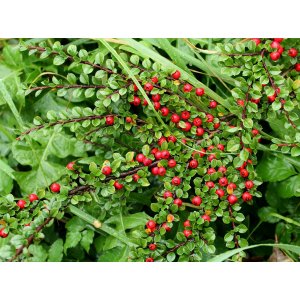 Skalník Dammerov (Cotoneaster dammeri) ´EICHHOLZ´ - výška 20-30 cm, ⌀ 20-30 cm, kont. C2L